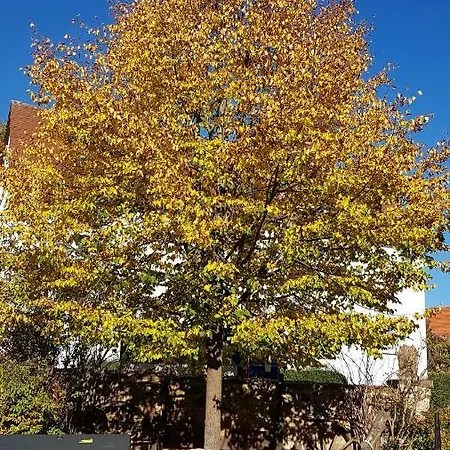 Staffel's Hob * Oberrosphe