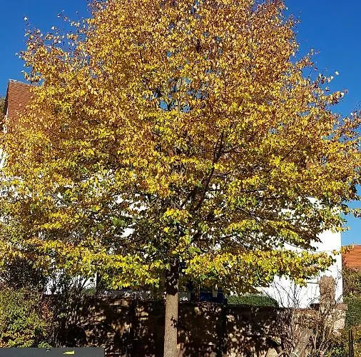 Staffel's Hob * Oberrosphe